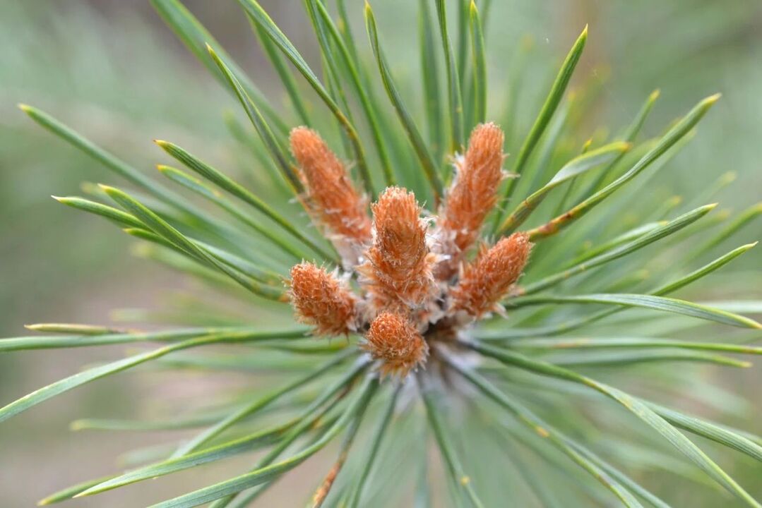 Pine buds treat osteochondrosis